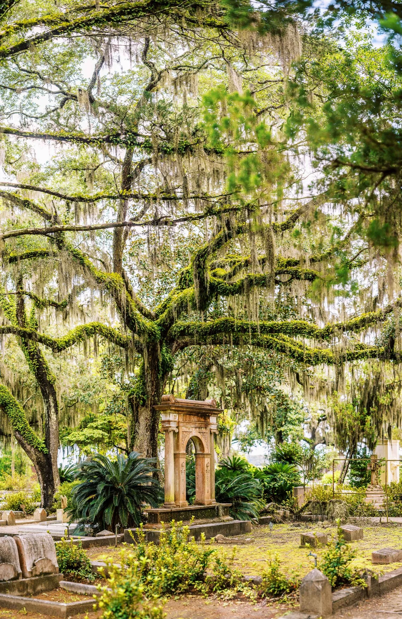 Old live oaks and Spanish moss around a sunlit garden