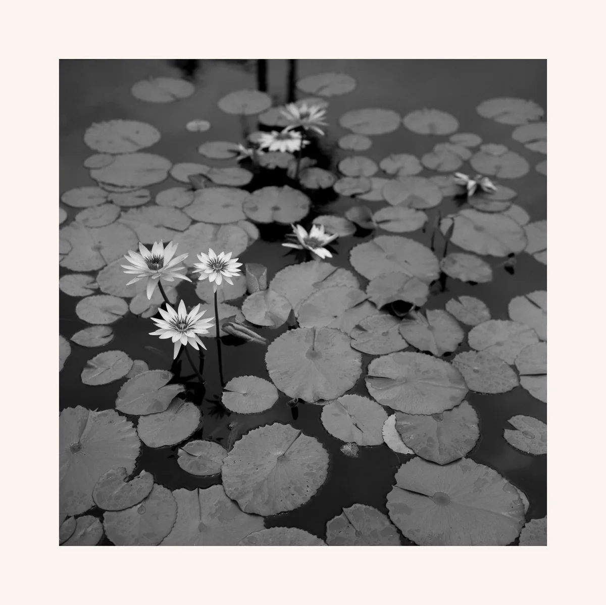 Water lilies arranged across dark water in a black and white photographic study