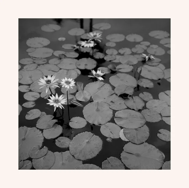 Black and white water lilies