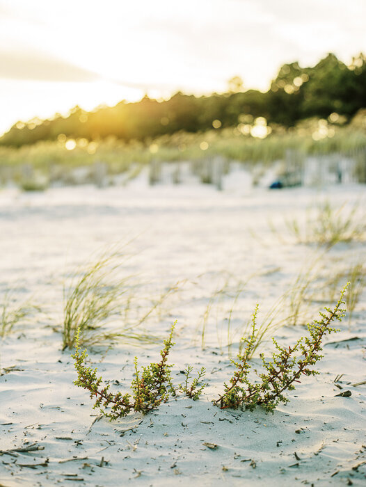 Small plants growing in pale dunes at sunset in Sea Pines on Hilton Head Island
