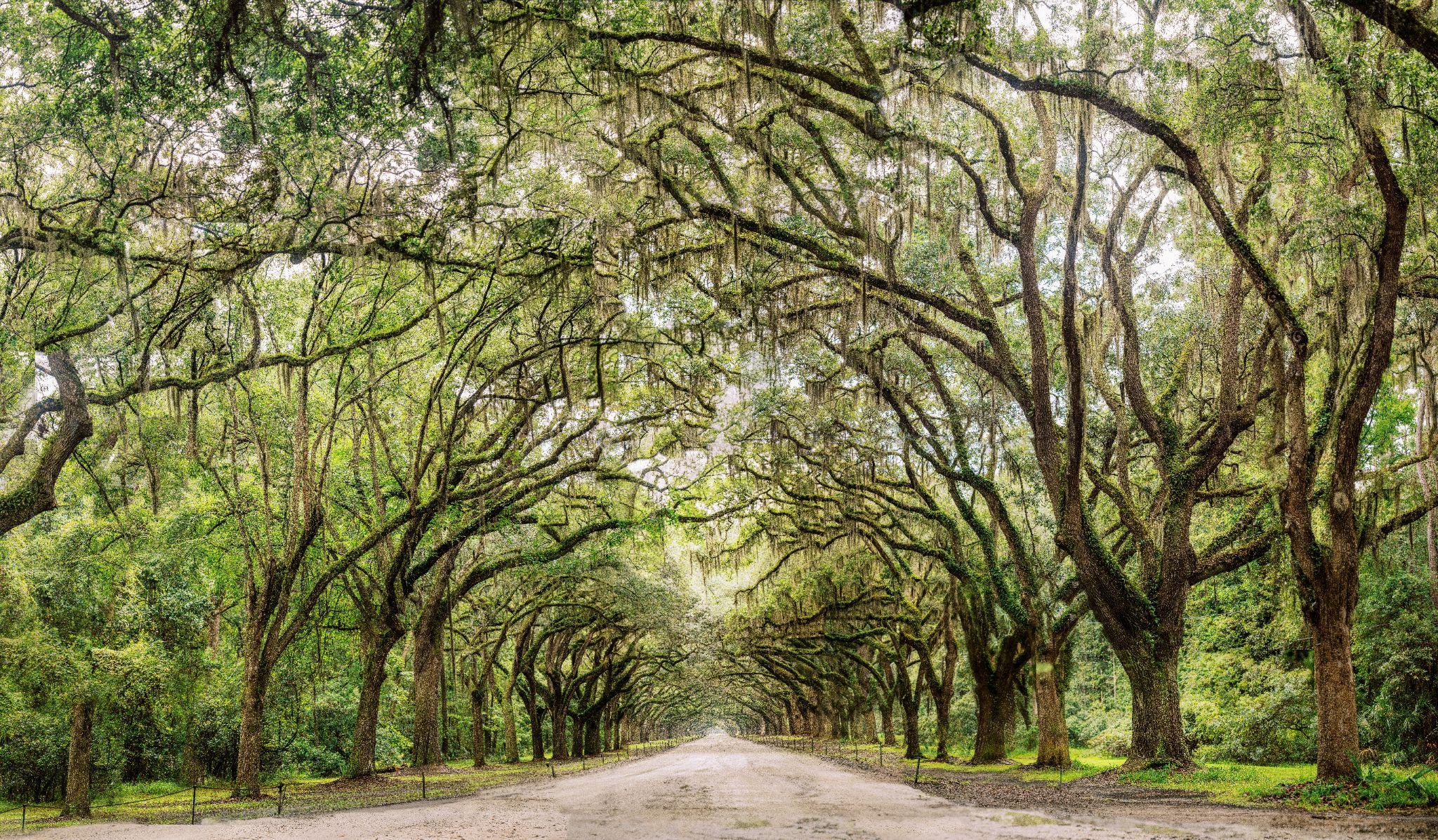 Live oak avenue at Wormsloe Historic Site in Savannah, photographed by Vitor Lindo